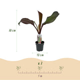 Green boutiQ - Obstpflanze - Bananenpflanze - Ensete ventricosum Maurelli - Winterhart - 6 Pflanzen - Topf 12cm Höhe 30cm