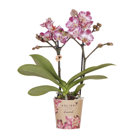 Kolibri Orchids | Roze paarse phalaenopsis orchidee potmaat Ø9cm | Bora Bora | bloeiende kamerplant - vers van de kweker
