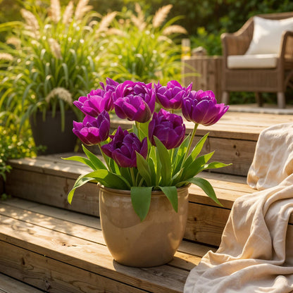 Green boutiQ - Bloembollen - Tulp Double Lilac - Kleur Paars - 50 stuks - Bolmaat 11/12 - XXL Pack