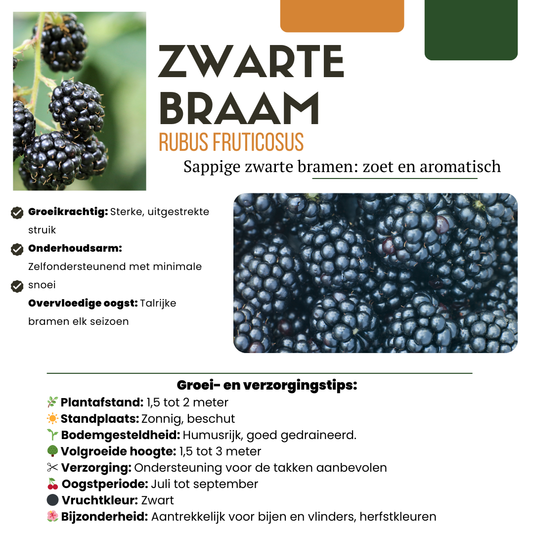 6 x Biologische bramenplanten - ↕20 cm - Ø 13 cm