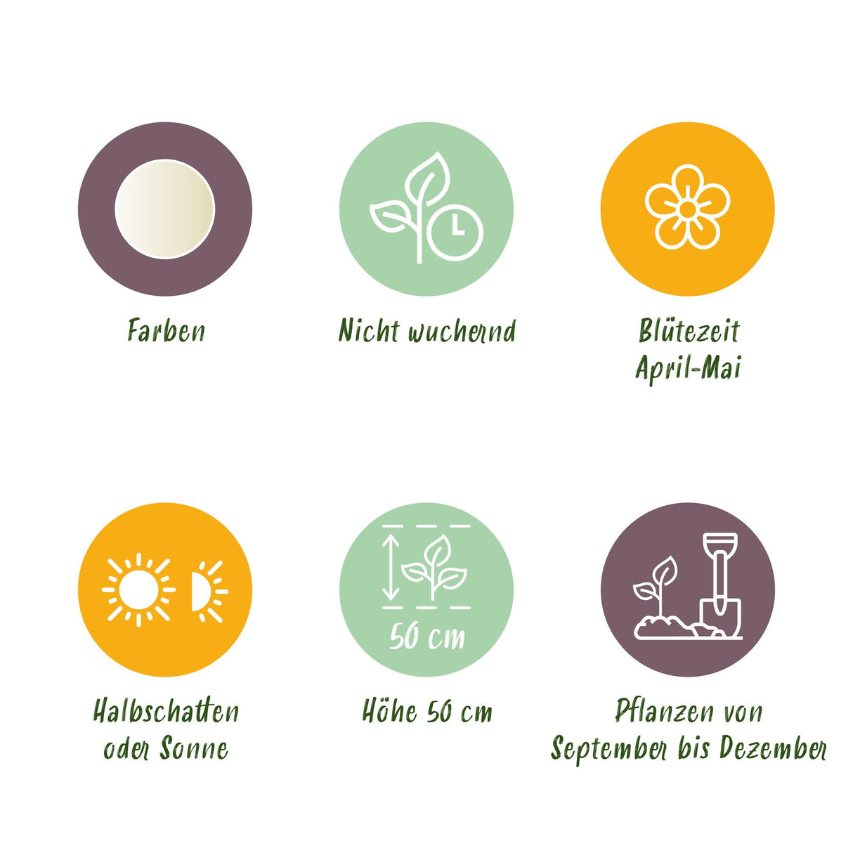 Green boutiQ - Bloembollen - Tulp Triumph White - Kleur Wit - 15 stuks - Bolmaat 11/12 - XXL Pack