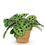 Maranta Fascinator Kerchoveana - Zebraplant - Huisdiervriendelijke Plant - Groen - 1 Plant - met Mand - Pot 12cm - Hoogte 25cm