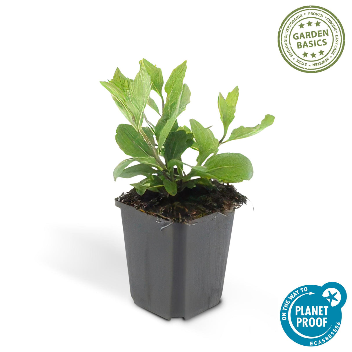 24x Aster ageratoides 'Asran' - ↕10-25cm - Ø9cm