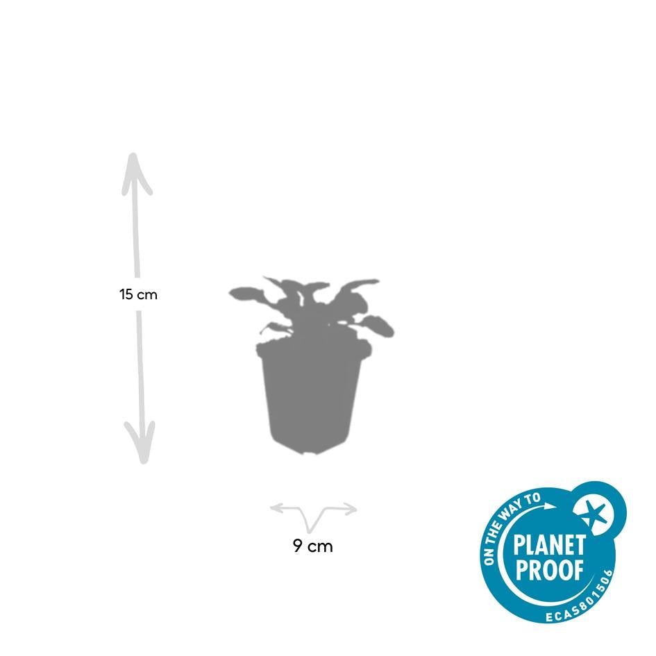 24x Ajuga reptans 'Catlin's Giant' - ↕10-25cm - Ø9cm