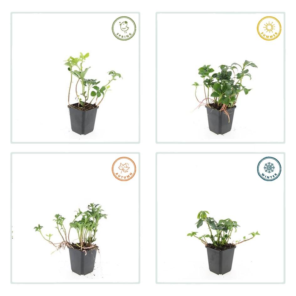 24x Pachysandra term. 'Green Sheen' - ↕10-25cm - Ø9cm