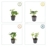 48x Pachysandra terminalis - ↕10-25cm - Ø9cm