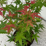 Green boutiQ - Terrasplant - Japanse Esdoorn - Acer palmatum Phoenix - Roze - 2 Planten - Bladverliezend - Pot 19cm Hoogte 70cm