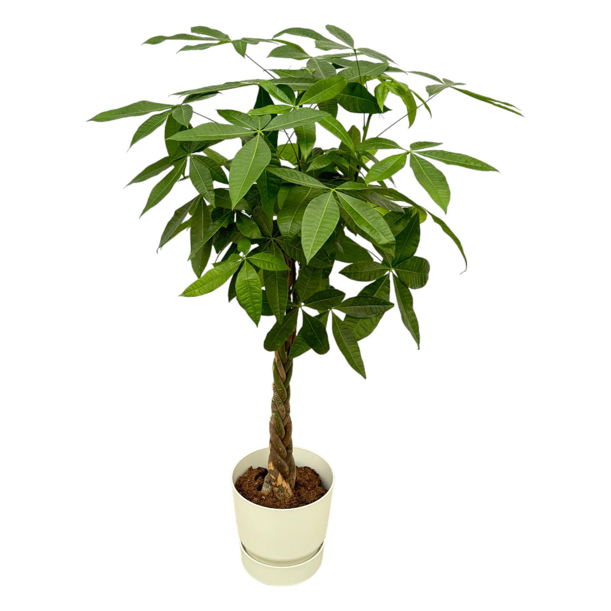 Pachira Aquatica + Pot Wit - ↕160cm - Ø30cm