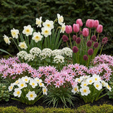 Green boutiQ - Bloembollen - Bulb Garden Pink mix - Diversen soorten - Kleur Roze - 125 stuks - Gift Verpakking