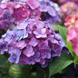 Green boutiQ - Tuinplant - Hydrangea Endles Summer Summer Love Purple - Hortensia - Winterhard - Paars - 4 Planten - Pot 14cm - Hoogte 20-25cm