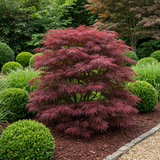 Green boutiQ - Terrasplant - Japanse Esdoorn - Acer palmatum Sumi-nagashi - Rood - 2 Planten - Bladverliezend - Pot 19cm Hoogte 70cm