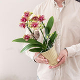 Kolibri Orchids | Oranje gele phalaenopsis orchidee potmaat Ø9cm | bloeiende kamerplant - vers van de kweker