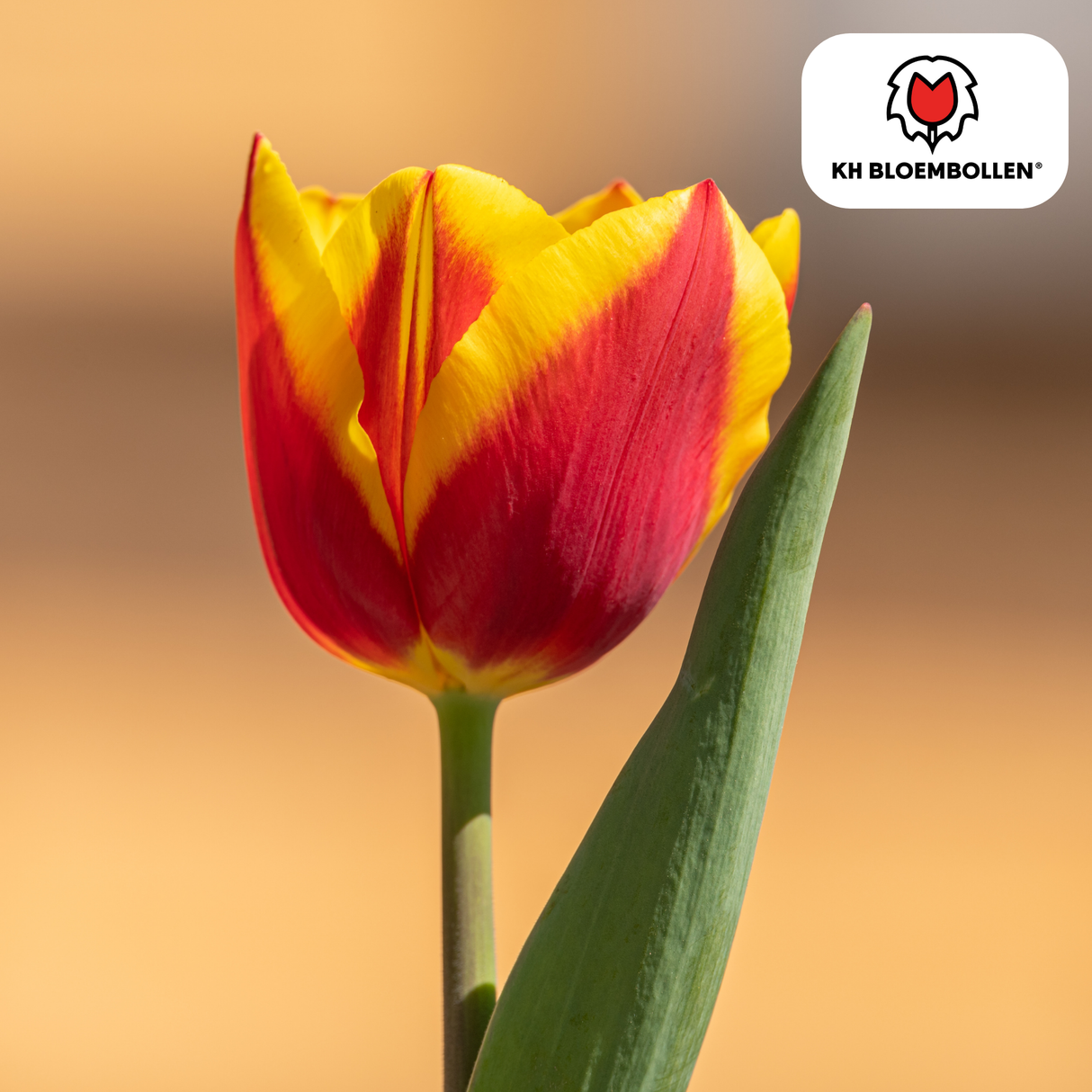 Tulpenbollen Jan Seignette – 20 Stuks | KH Bloembollen® | Rood-Geel Gestreepte Tulp – Klassiek & Opvallend – Voor Tuin of Pot – Maat 11/12 – Vers van de Teler