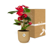 Flamingoplant / Anthurium – ↕30cm – ⌀14cm – in gele pot
