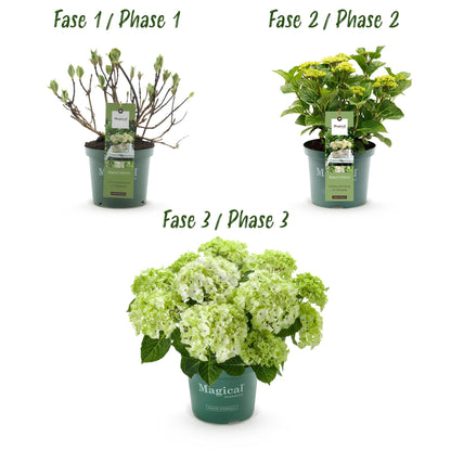 Green boutiQ - Terrasplant - Hortensia - Hydrangea Magical Nobless - Wit - 6-10 Bloemen - Pot 23cm Hoogte 55cm