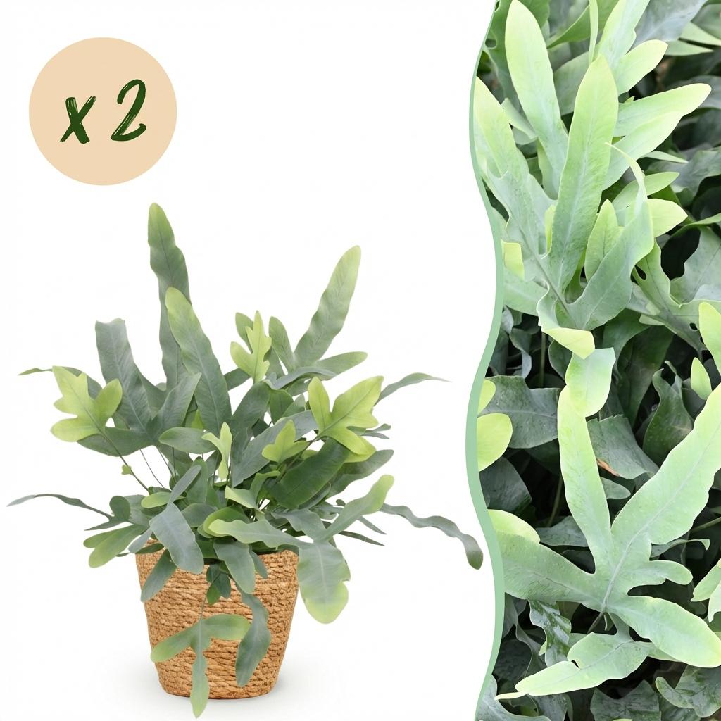 Phlebodium aureum Blue Star - Blauwe Varen - Huisdiervriendelijke Plant - Blauw - 2 Planten - met Mand - Pot 12cm - Hoogte 25cm