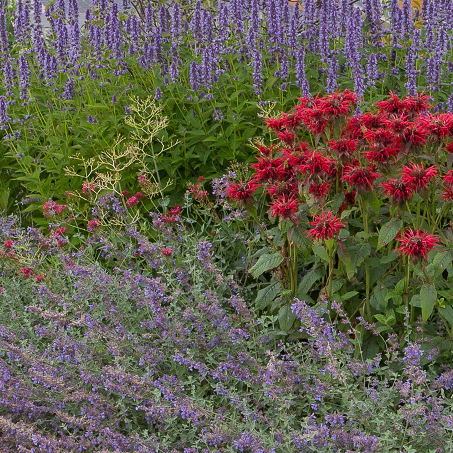 Green boutiQ - Borderpakket - Geurend - 8 Vaste planten - 1 m2 - Diversen kleuren - Weinig Onderhoud - Pot 11cm