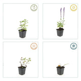 24x Salvia nem. 'Caradonna' - ↕10-25cm - Ø9cm