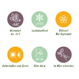 Green boutiQ - Tuin Roos - Rosa Rote The Fairy - Roos - Winterhard - Rood - 3 Planten - Pot 12cm - Hoogte Hoogte 20-25cm