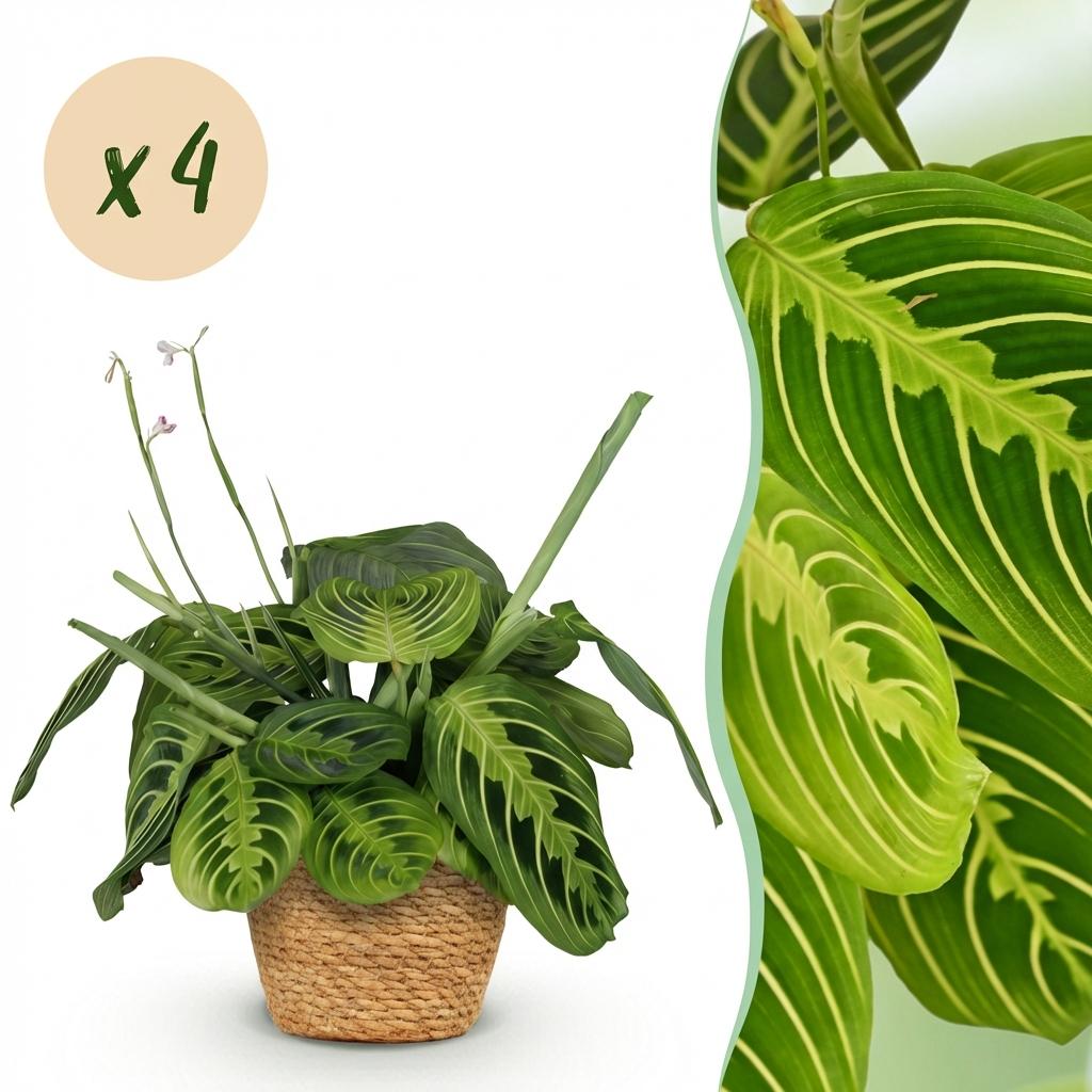 Maranta Fascinator Lemon Lime - Gebedsplant - Huisdiervriendelijke Plant - Groen - 4 Planten - met Mand - Pot 12cm - Hoogte 25cm