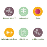 Green boutiQ - Terrasplant - Japanse Esdoorn - Acer palmatum Pink Dwarf - Roze - 2 Planten - Bladverliezend - Pot 19cm Hoogte 70cm