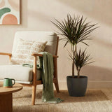 Dracaena Magenta - Drakenbloedboom - Weinig onderhoud - Groen - 1 Plant - met Potter Grijs - Pot 21cm - Hoogte 90-100cm