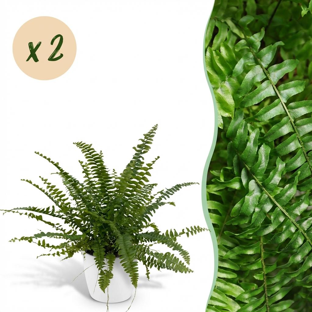Nephrolepsis exaltata Green Lady - Varen - Huisdiervriendelijke Plant - Groen - 2 Planten - met Potter Wit - Pot 12cm - Hoogte 25cm