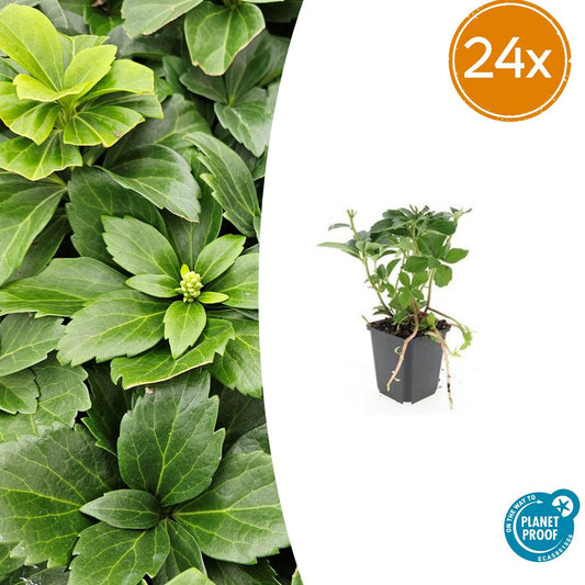 24x Pachysandra terminalis - ↕10-25cm - Ø9cm