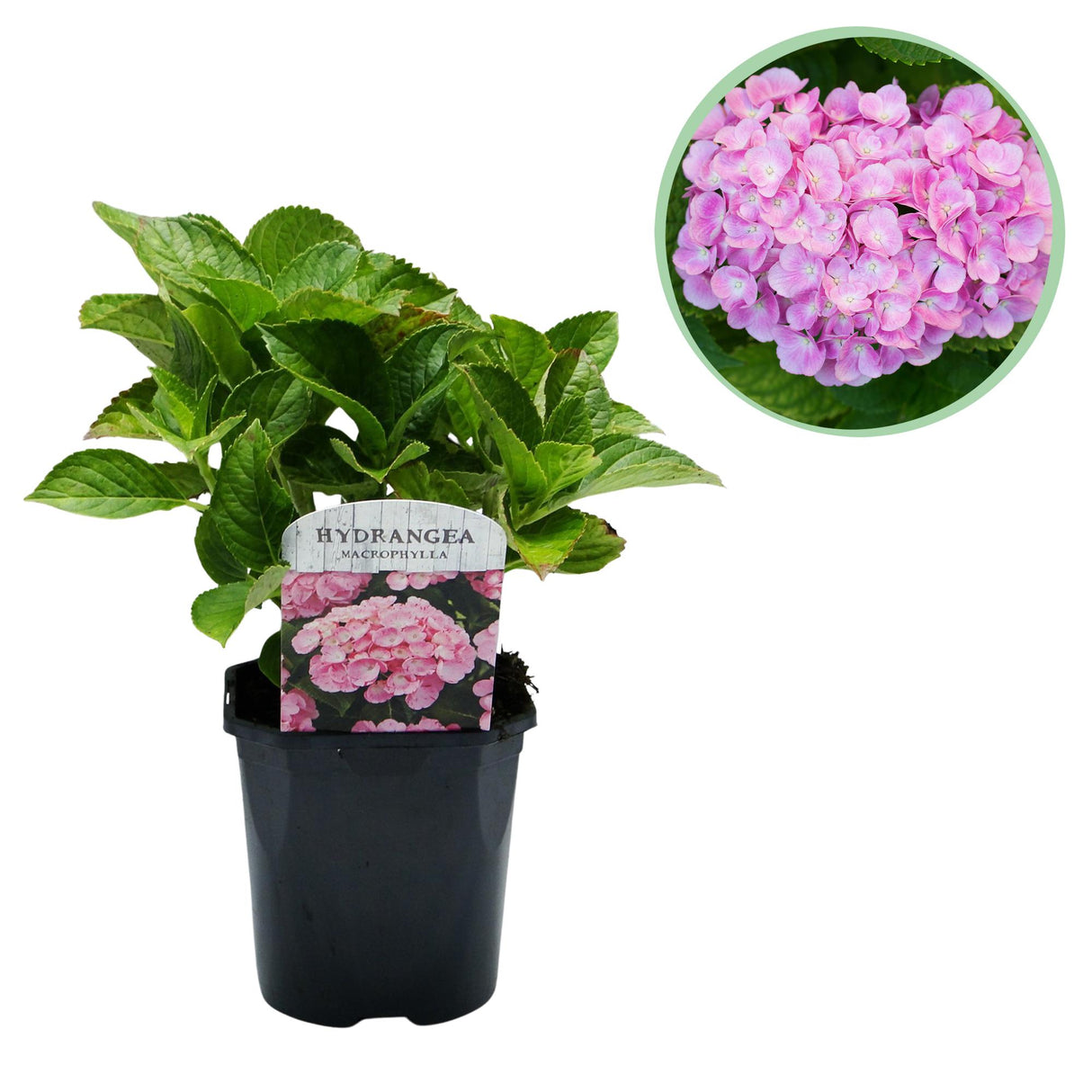 Hortensia / Hydrangea macrophylla Pink - Bloem Roze - 1 Plant -  Bladverliezend - Weinig Onderhoud - Pot 17cm Hoogte 30cm