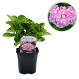 Hortensia / Hydrangea macrophylla Pink - Bloem Roze - 1 Plant -  Bladverliezend - Weinig Onderhoud - Pot 17cm Hoogte 30cm