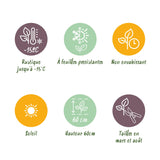 Green boutiQ - Haagplanten - Lavandula angustifolia Hidcote -  blad grijs - 6 planten - 1 strekkende meter - groenblijvend - pot 17cm hoogte 30cm