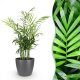 Chamaedorea elegans - Goudpalm - Huisdiervriendelijke Plant - Groen - 1 Plant - met Potter Grijs - Pot 12cm - Hoogte 15cm