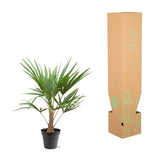 Trachycarpus Fortunei - 90-100cm - Ø21