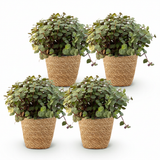 Calissia repens - Kattengras - Huisdiervriendelijk - Groen - 4 Planten - met Mand - Pot 12cm - Hoogte 17-20cm