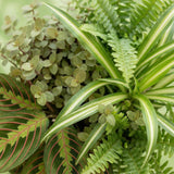 Chlorophytum - Maranta - Calissia - Nephrolepsis - Mix van 4 - Huisdiervriendelijke Planten - Groen - 4 Planten - met Mand - Pot 12cm - Hoogte 25cm