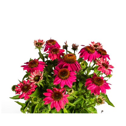 Echinacea Purpurea Purple Ø19cm - ↕60cm - Ø70cm