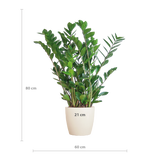 Zamioculcas Zamiifolia met Viber wit - 80cm - Ø21