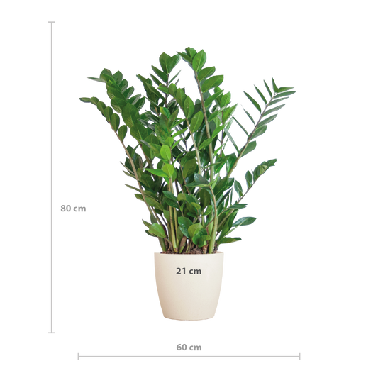 Zamioculcas Zamiifolia met Viber wit - 80cm - Ø21