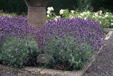 48x Lavandula ang. 'Dwarf Blue' - ↕10-25cm - Ø9cm