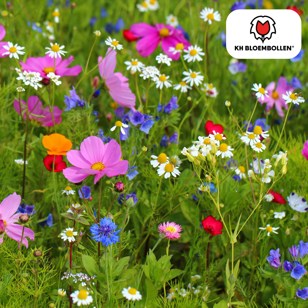 Mélange de Graines de Fleurs Sauvages – 100 grammes | Bon pour les Abeilles, Papillons & la Biodiversité | ± 30–50 m²
