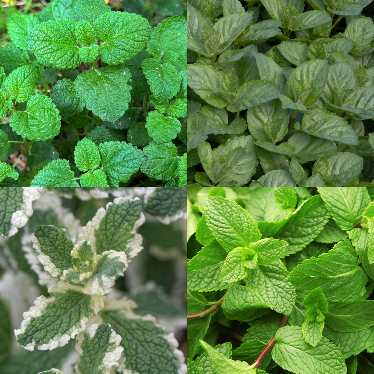 Borderpakket - Thee kruiden - 24 Vaste planten - 3 m2 - Diversen kleuren - Weinig Onderhoud - Pot 11cm