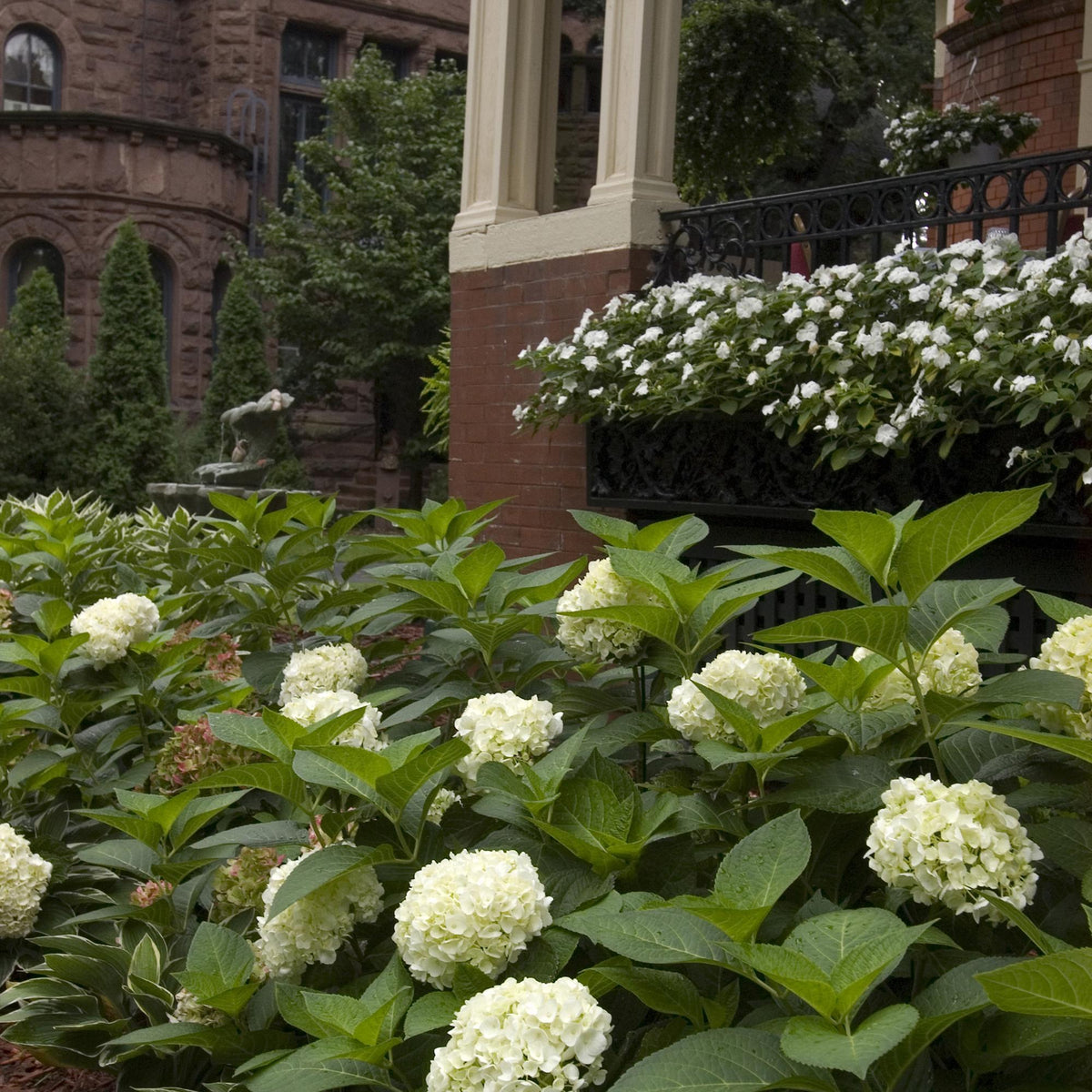 Green boutiQ - Tuinplant - Hydrangea Endles Summer The Bride - Hortensia - Winterhard - Wit - 8 Planten - Pot 14cm -Hoogte 20-25cm