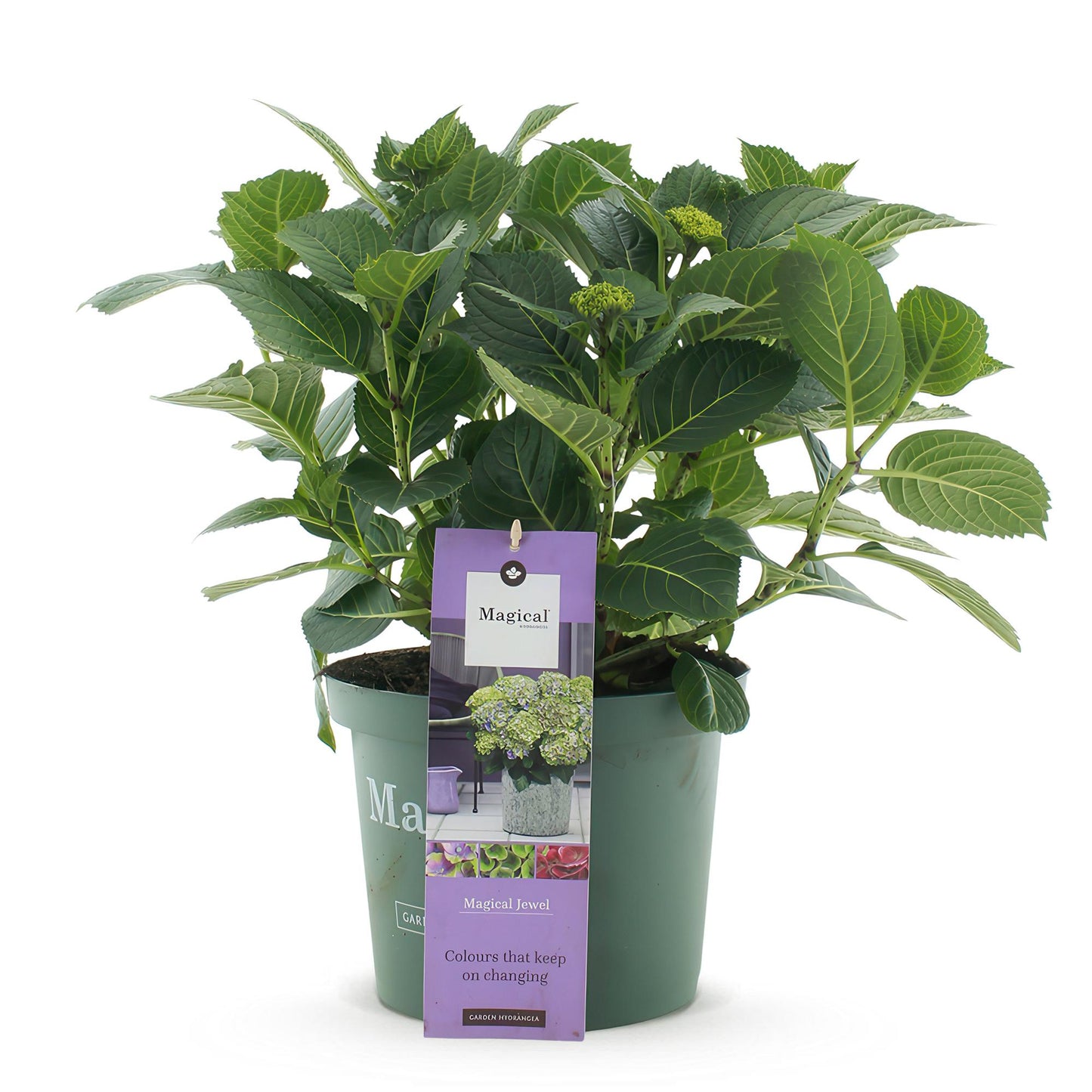 Green boutiQ - Terrasplant - Hortensia - Hydrangea Magical Jewel Blue - Blauw - 6-10 Bloemen - Pot 23cm Hoogte 55cm