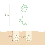 Green boutiQ - Bloembollen - Tulp Double Sensation - Kleur Wit en Roze - 12 stuks - Bolmaat 11/12 - XXL Pack