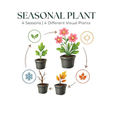 12x Brunnera macrophylla - ↕10-25cm - Ø9cm