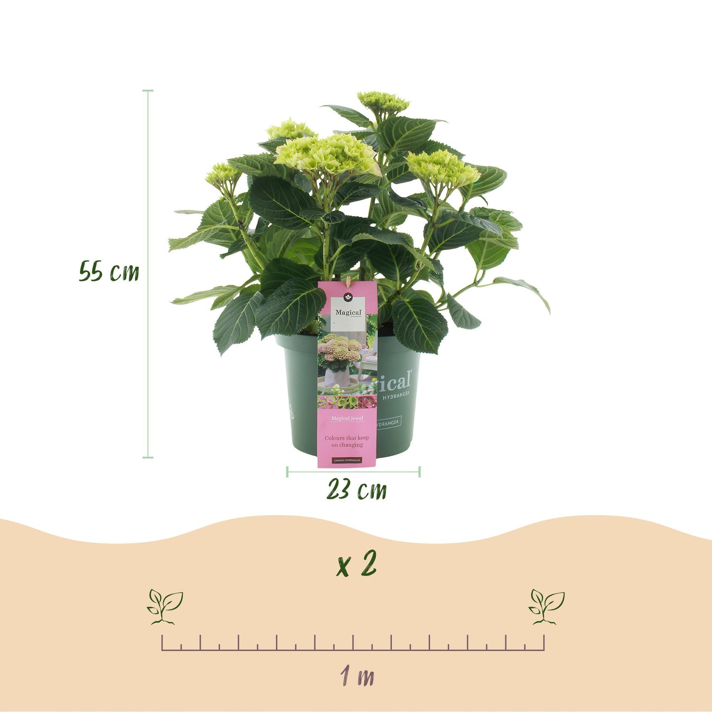 Green boutiQ - Terrasplant - Hortensia - Hydrangea Magical Jewel Pink - Roze - 6-10 Bloemen - Pot 23cm Hoogte 55cm