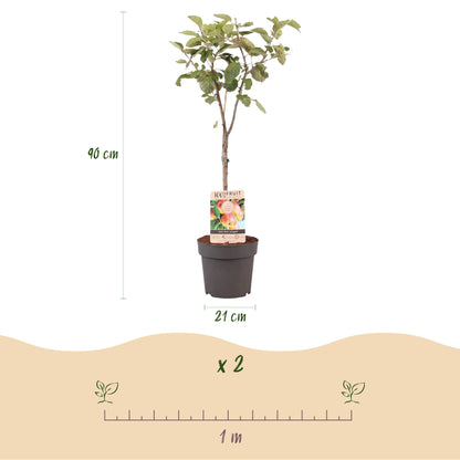 Appelboom - Malus domestica Jonagold - Geel groene Appel - Pot 21cm Hoogte 90cm