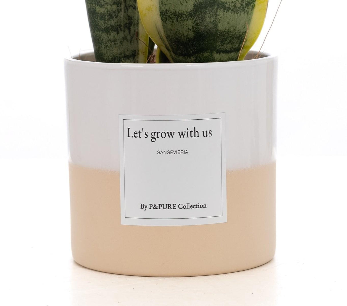 Sansevieria Gift "Let's Grow With Us" WITH GREETING CARD! - Ø12cm - ↕30cm