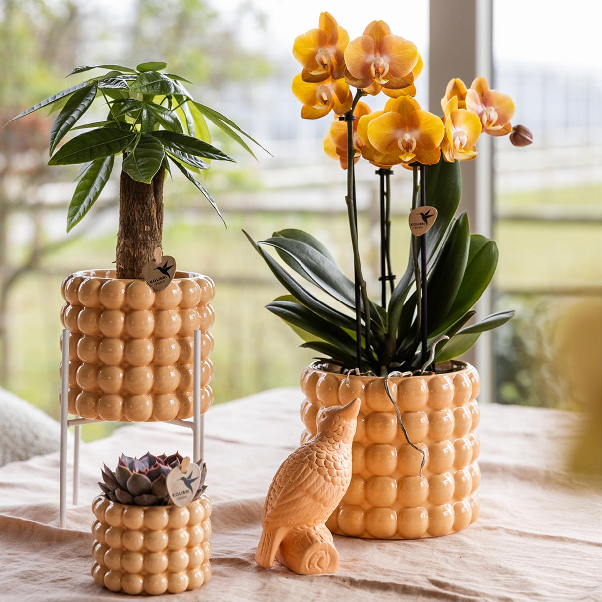 Kolibri Orchids | oranje gouden Phalaenopsis orchidee potmaat Ø12cm | Jewel Las Vegas | bloeiende kamerplant - vers van de kweker