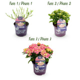 Green boutiQ - Terrasplant - Hortensia - Hydrangea Forever & Ever - Roze - 7-12 Bloemen - 2 Planten - Pot 23cm Hoogte 55cm